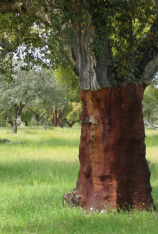El bosque protector