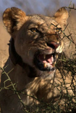 El león guerrero