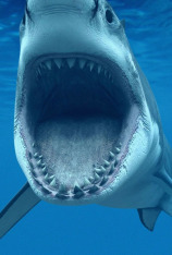 Los tiburones más peligrosos del mundo