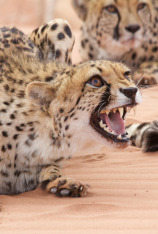 El ataque de los felinos