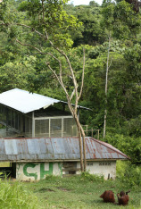 Escuela de orangutanes