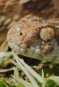 Las serpientes más letales del mundo. T1.  Episodio 1: El Indo-Pacífico