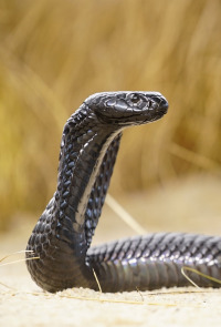 Las serpientes más letales del mundo. T1.  Episodio 2: África