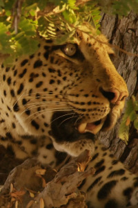 Depredadores de África. T1.  Episodio 1: El leopardo hambriento