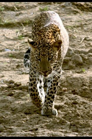 Depredadores nocturnos. Depredadores nocturnos: Leopardos