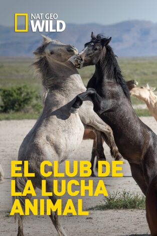 El club de la lucha animal. El club de la lucha animal 