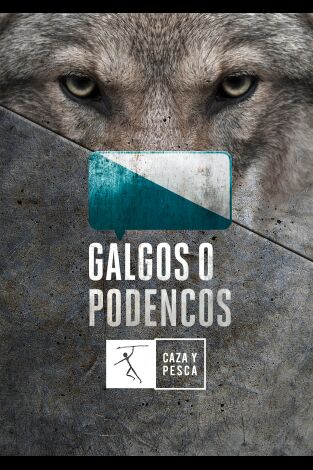 Galgos o podencos