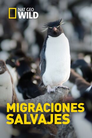 Migraciones salvajes