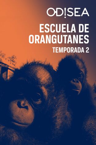 Escuela de orangutanes. Escuela de orangutanes: El camino hacia la recuperación