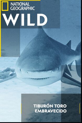 Tiburón toro embravecido