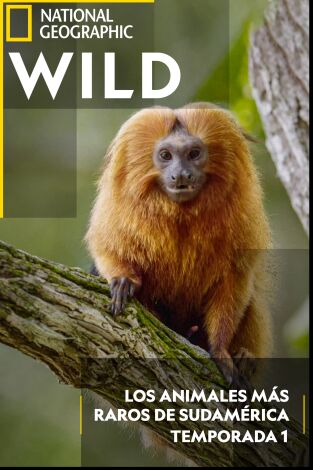 Los animales más raros de Sudamérica