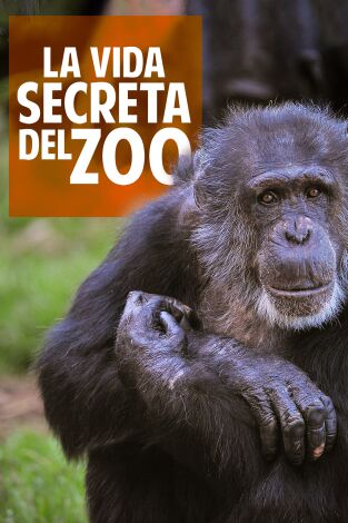 La vida secreta del Zoo. T(T4). La vida secreta del Zoo (T4)