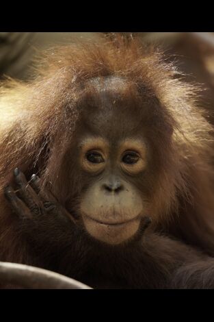 Escuela de orangutanes. Escuela de orangutanes: Ep.1