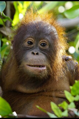 Escuela de orangutanes. Escuela de orangutanes: Ep.3