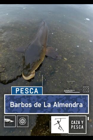 Barbos en La Almendra