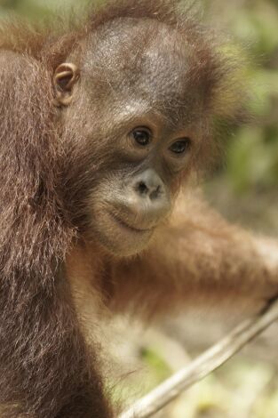 Escuela de orangutanes. Escuela de orangutanes: Ep.6