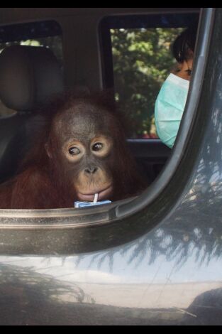 Escuela de orangutanes. Escuela de orangutanes: Ep.7