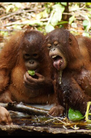 Escuela de orangutanes. Escuela de orangutanes: Ep.8
