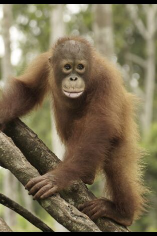 Escuela de orangutanes. Escuela de orangutanes: Ep.9