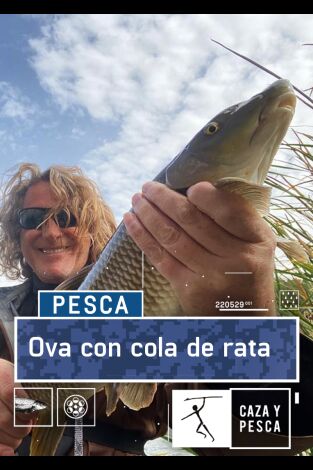 Ova con cola de rata