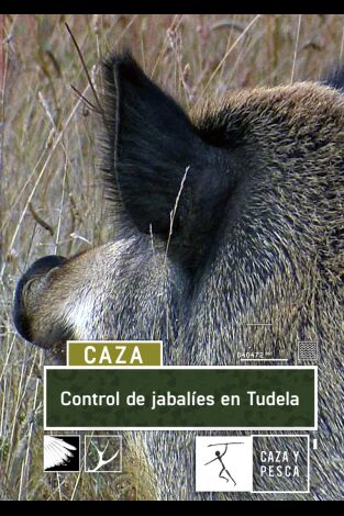 Control de jabalíes en Tudela