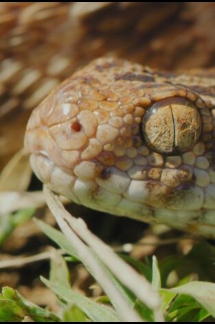 Las serpientes más letales del mundo. Las serpientes más...: El Indo-Pacífico