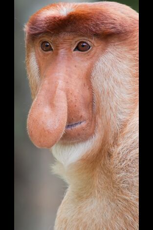 Los secretos naturales de Asia. Los secretos naturales...: Los más extraños de la naturaleza