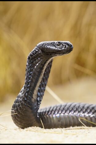 Las serpientes más letales del mundo. Las serpientes más...: África