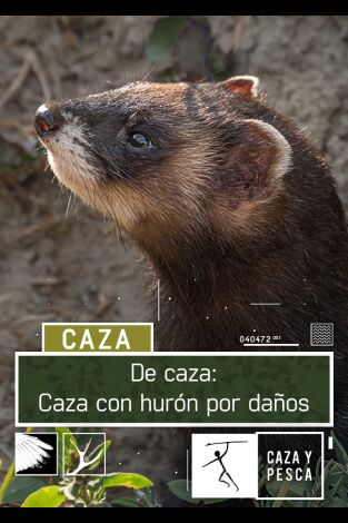 De caza: Caza con hurón por daños