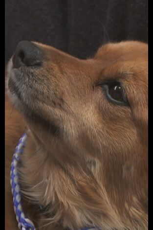 El increíble doctor Pol. El increíble doctor Pol: Cachorritos temblorosos