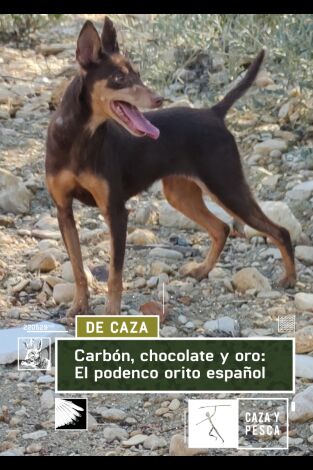Carbón, chocolate y oro: El podenco Orito