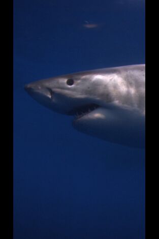 Ataques de tiburones: acceso exclusivo. Ataques de tiburones:...: Un dúo letal