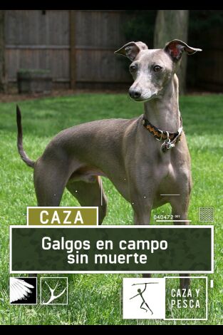 Galgos en campo sin muerte