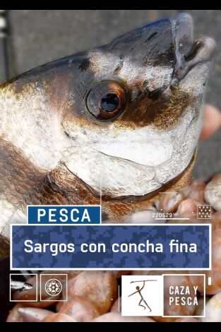 Sargos con concha fina