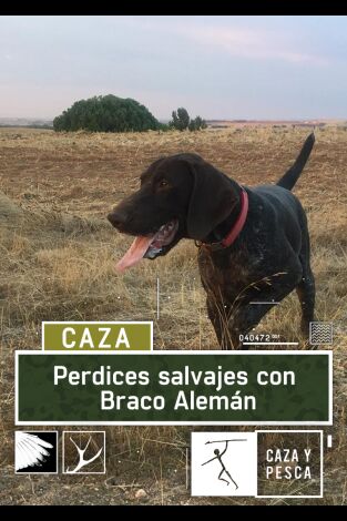 Perdices salvajes con Braco Alemán