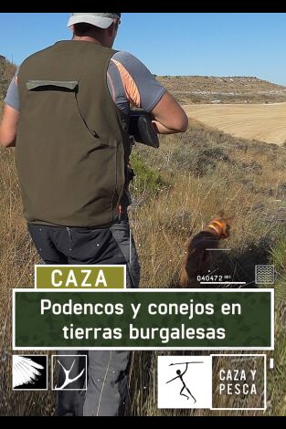 Podencos y conejos en tierras burgalesas