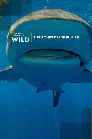 Tiburones desde el aire