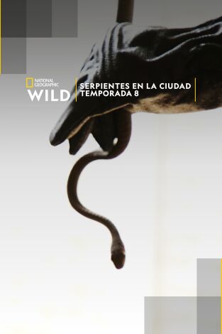 Serpientes en la ciudad. Serpientes en la ciudad 