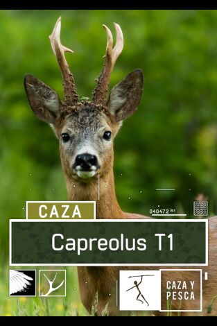 Capreolus. T(T1). Capreolus (T1): De corzos en Cuenca