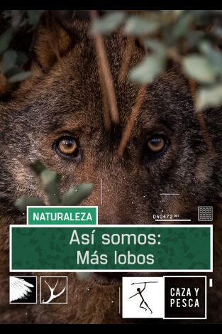 Así somos. T(T1). Así somos (T1): Más lobos