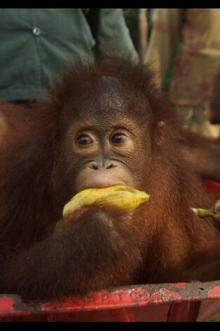 Escuela de orangutanes. Escuela de orangutanes: Ep.5