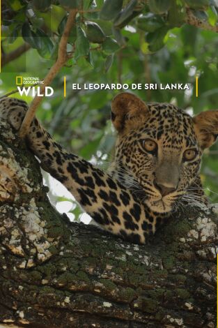 El Leopardo de Sri Lanka