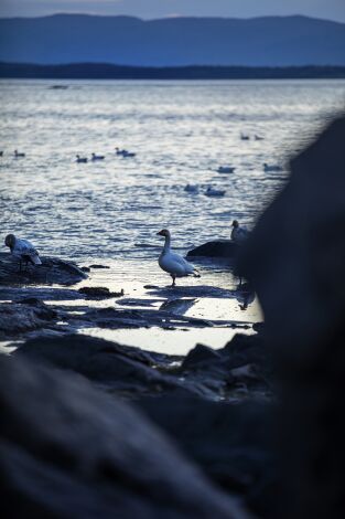 Quebec a vista de pájaro. T(T12). Quebec a vista de... (T12): Caza del ganso nival en La Cache