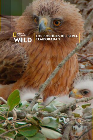 Los bosques de Iberia