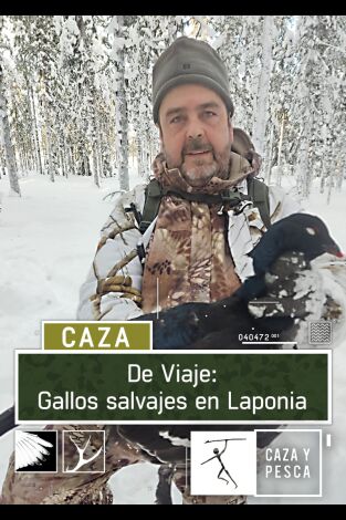 De viaje: Gallos salvajes en Laponia