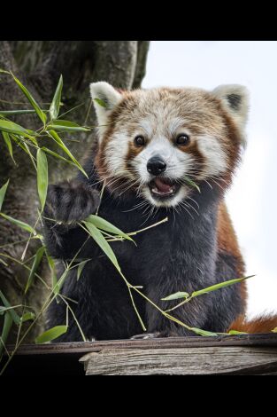 Póster de One Zoo Three: Día de deporte