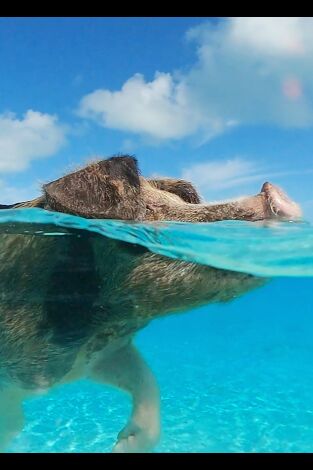 Póster de Espiando en el océano: Pensamientos