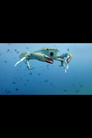 Póster de Espiando en el océano: Sentimientos