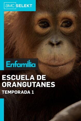 Escuela de orangutanes. Escuela de orangutanes 