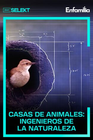 Casas de animales: ingenieros de la naturaleza. Casas de animales: ingenieros de la naturaleza 